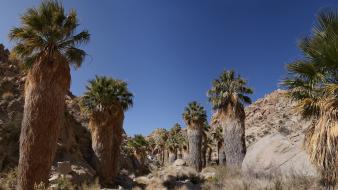 Landscapes nature cactus holidays beautiful landscape