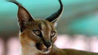 Lynx brush caracal ear wallpaper