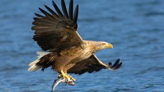 Nature bald eagle wallpaper