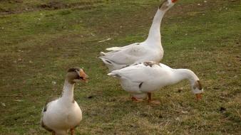 Nature birds geese wallpaper