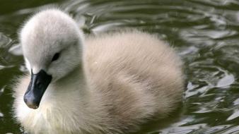 Nature birds goose baby wallpaper