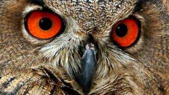 Nature birds owls wallpaper