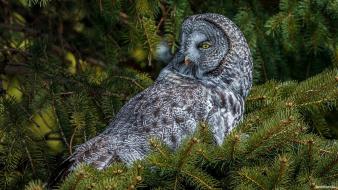 Nature birds owls wallpaper