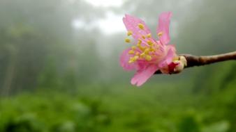 Nature flowers fog mist macro pink wallpaper