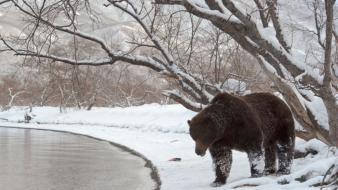 Snow animals bears landscapes wallpaper