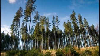 Trees poland forest wallpaper