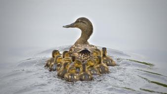 Water nature birds ducks duckling baby wallpaper