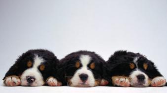 Animals dogs bernese mountain dog wallpaper