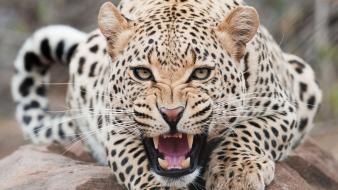 Animals wallpaper