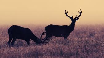 Animals silhouette mist mi.s wallpaper
