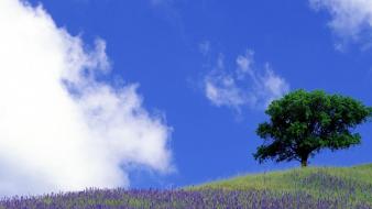 California nevada sierra purple flowers wildflowers wallpaper