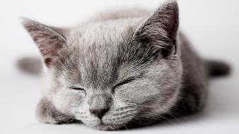 Cats animals pets wallpaper