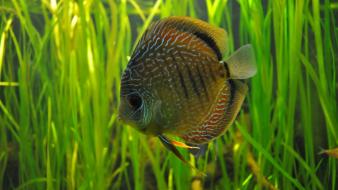 Fish discus wallpaper