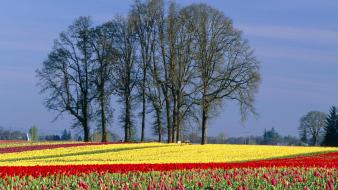 Flowers bloom oregon wallpaper