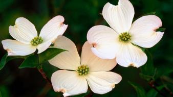 Flowers blossoms white purple dogwood wallpaper