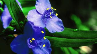 Flowers blue wildflowers wallpaper