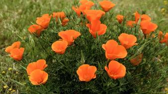 Flowers california los angeles poppies roadside wallpaper