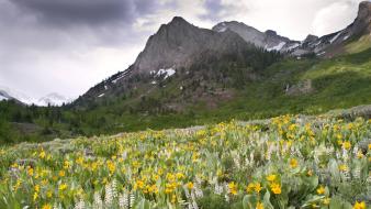 Flowers canyon california creek wallpaper