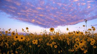 Flowers earth heaven wallpaper