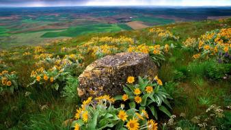Flowers fields rocks country washington farm yellow wallpaper