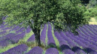 Flowers france lavender purple provence wallpaper