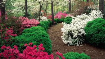 Flowers garden azaleas wallpaper