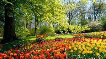 Flowers garden holland wallpaper