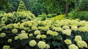 Flowers garden hydrangea clermont wallpaper