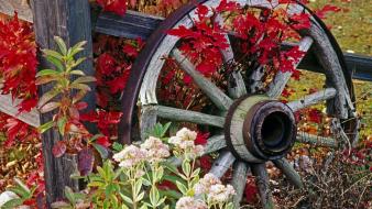 Flowers garden little country bit wallpaper
