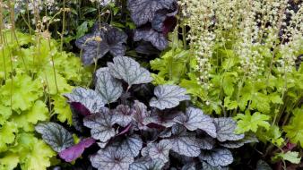 Flowers garden shade perennials wallpaper