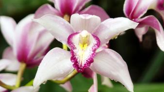 Flowers georgia orchids callaway wallpaper