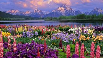 Flowers grand wyoming wildflowers wallpaper