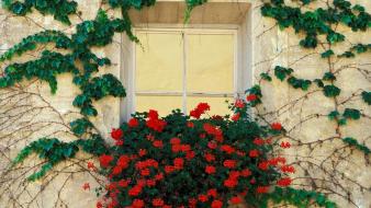 Flowers italy red vines wallpaper