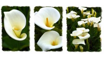 Flowers lilies calla wallpaper