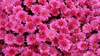 Flowers magenta chrysanthemums wallpaper