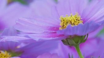 Flowers maine purple cosmos flower wallpaper