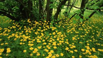 Flowers scotland wallpaper