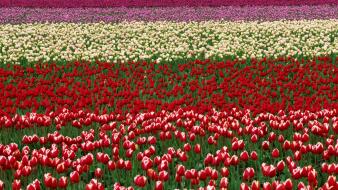 Flowers valley festival washington wallpaper
