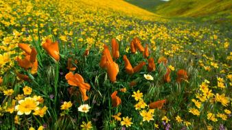 Flowers valley meadows yellow peaceful poppies wallpaper