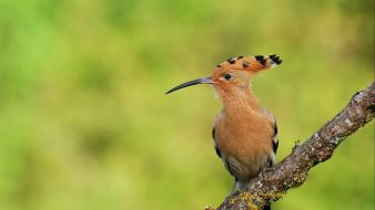 Hoopoe birds wallpaper