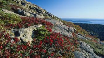 Landscapes flowers maine national park foliage blueberry acadia wallpaper