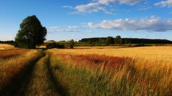 Landscapes nature trees fields roads wallpaper