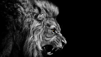 Lions selective coloring wallpaper