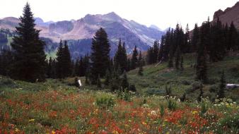 Mountains flowers colorado wildflowers wallpaper