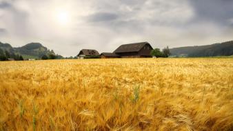 Nature house farm wallpaper