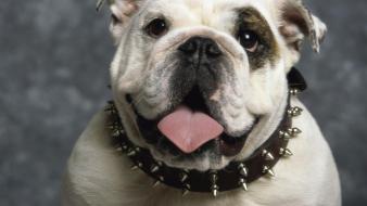 Tongue british bulldog wallpaper