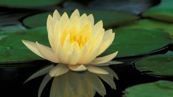 Water flowers hybrid wallpaper