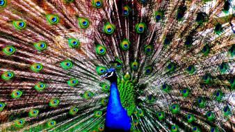 Birds animals peacocks peacock wallpaper
