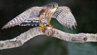 Birds falcon bird branches wallpaper