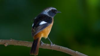 Birds taiwan branches wallpaper